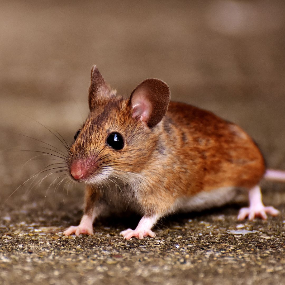 a tiny brown mouse on the ground